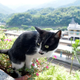 Illustration for article titled Welcome to Taiwan's Houtong Cat Village, a village with many, many cats